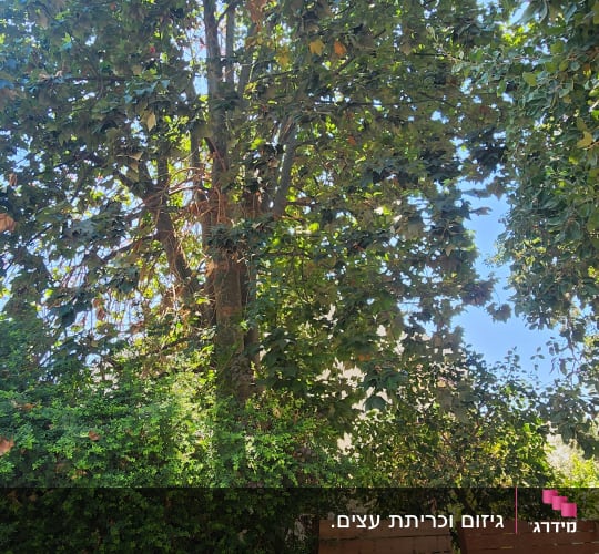 עץ גדול עם עלים ירוקים ליד גדר עץ